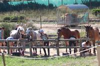 PONEY-CLUB DE BELLE COSTE